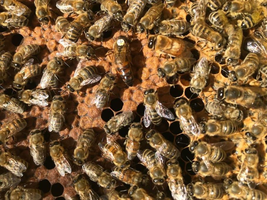 Agriturismo Il Sorbino - Appartamento Da Cocca Pian d'Alma Exteriér fotografie
