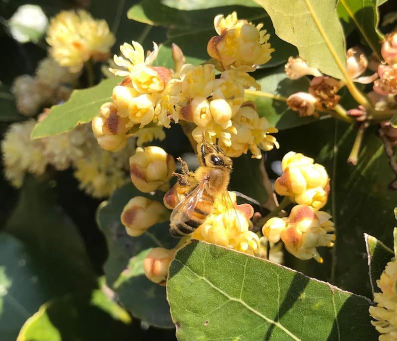 Agriturismo Il Sorbino - Appartamento Da Cocca Pian d'Alma Exteriér fotografie