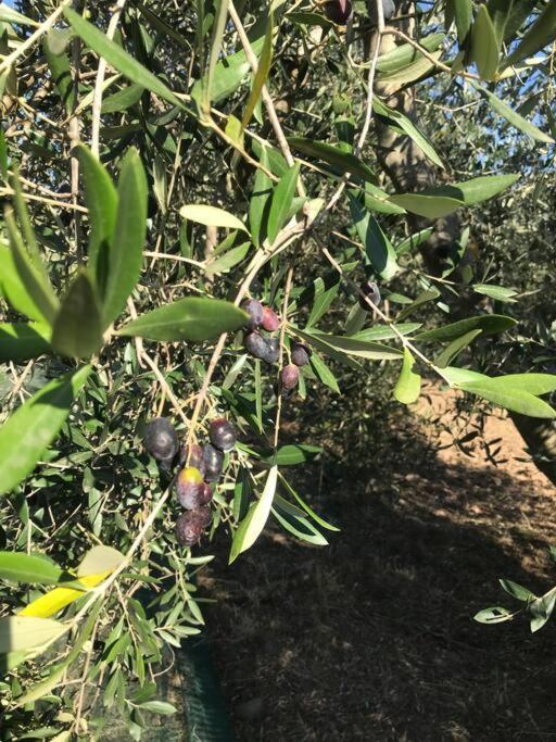 Agriturismo Il Sorbino - Appartamento Da Cocca Pian d'Alma Exteriér fotografie