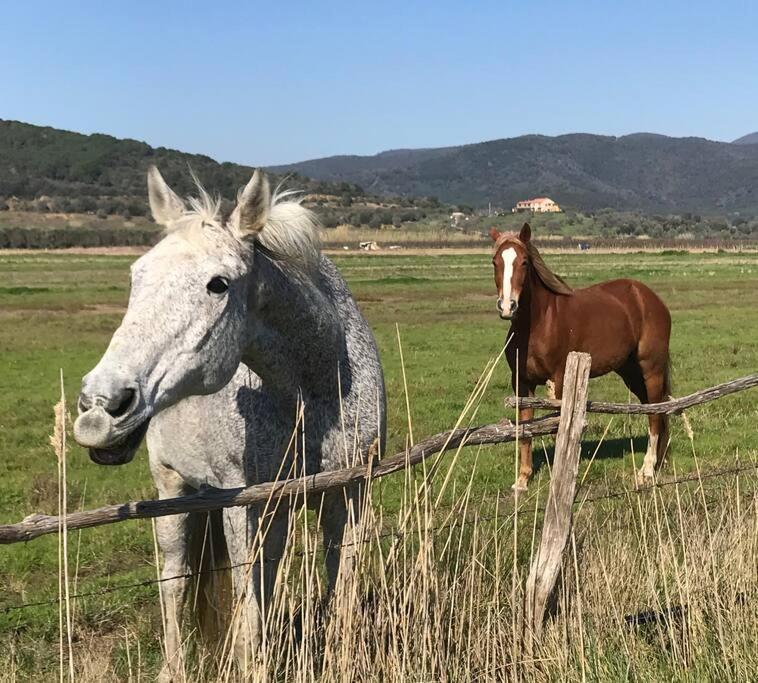 Agriturismo Il Sorbino - Appartamento Da Cocca Pian d'Alma Exteriér fotografie
